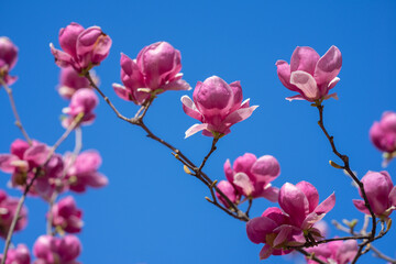 Fototapeta na wymiar Spring pattern with blossom brunch of Magnolia. Blossom magnolia flower. Magnolia tree blossom with sky on background.