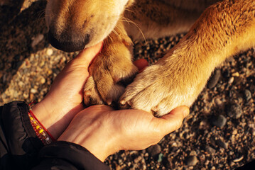 Paws of a red dog and female hands close-up. Conceptual image of friendship, trust, love, help...