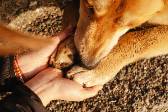 Paws of a red dog and female hands close-up. Conceptual image of friendship, trust, love, help between man and dog