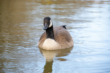 Canadian geese, Branta canadensis on the lake.