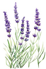 Vibrant painting of lavender flowers on a clean white background. Perfect for botanical designs or nature-themed projects