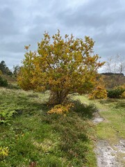 Fototapeta premium autumn in the forest
