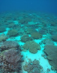 Vast group of diverse corals thrives on the ocean floor, providing vital habitat for marine life