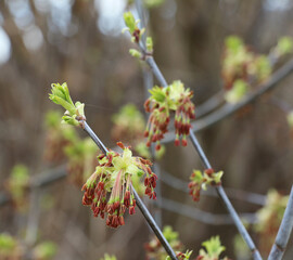 In nature, the ash maple (Acer negundo) blooms