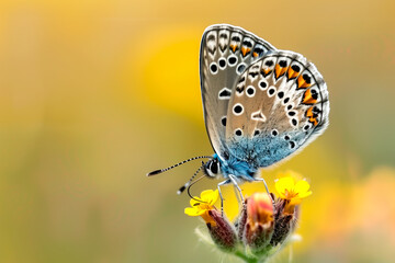 Beautiful blue copper butterfly rests among the foliage of a garden