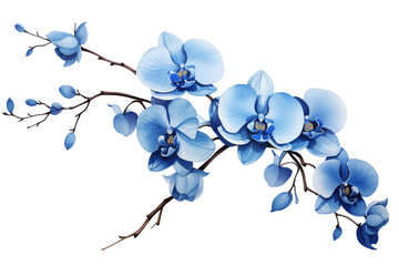 a branch of blue orchid flowers, hand-painted style, white background