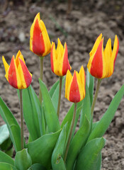 Spring flowering tulips kaufmanniana