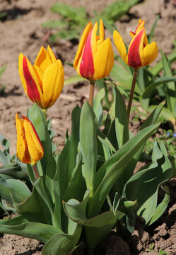 Spring flowering tulips kaufmanniana