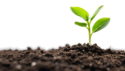 Seedling growing in the soil. White background. Future development. Economic growth. Wealth management and income growth. Isolated. Retirement provision. Saving money. - obrazy, fototapety, plakaty