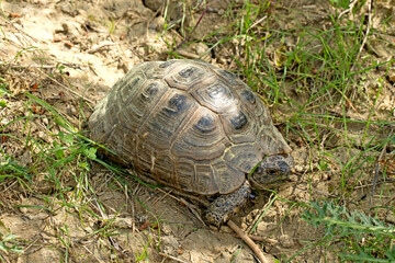 Mediterranean Spur-thighed Tortoise (Testudo graeca)
