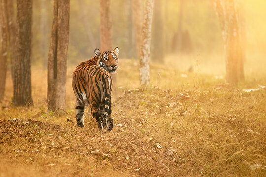 Indian nature: Bengal tiger, Panthera tigris, tigress among trees, walks away, turns head and looks into camera, haze, orange morning light, sunrise. Nagarahole tiger reserve, India.