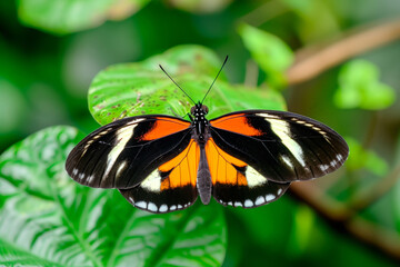 Beautiful Double-banded Red Postman butterfly rests among the foliage of a garden