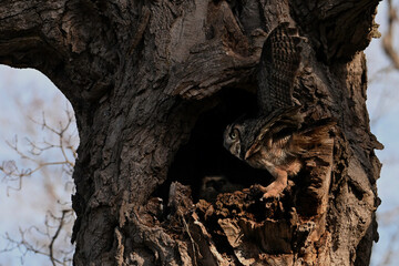Great Horned Owl sits perched at the opening  to a tree cavity protecting her young owlets