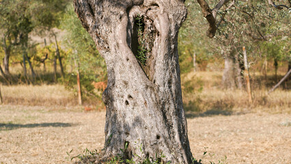 Centuries old olive tree trunk
