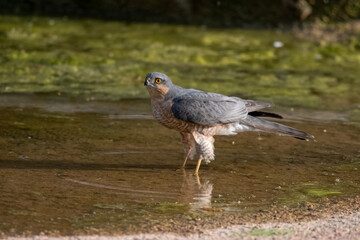 Eurasian sparrowhawk or Accipiter nisus, also known as the northern sparrowhawk or simply the sparrowhawk, observed in Jhalana Leopard Reserve in Rajasthan