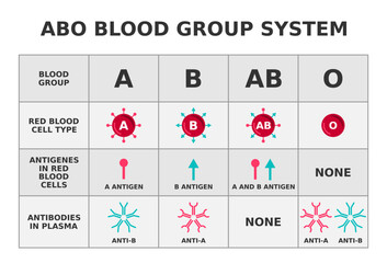 ABO blood group system. Blood groups with anitigens and antibodies. Diagram showing red blood cells. Medical science education. Possible combinations for transfusion explanation. Vector illustration. 