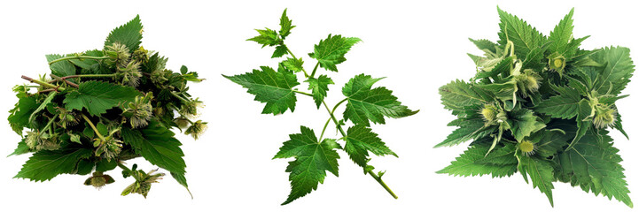 Collection of nettle on a transparent isolated background. PNG - obrazy, fototapety, plakaty