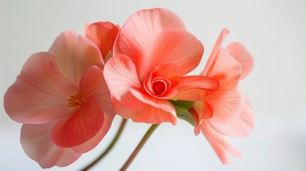 Close-up of a delicate pink Begonia flower in full bloom with soft petals and vibrant beauty
