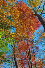 Full Palette of Colors in the Forest Canopy