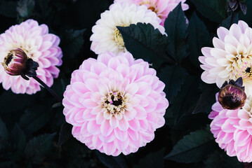 Beautiful pastel pink dahlia flowers in full bloom in the garden, close up. Natural floral...