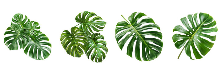 Fototapeta na wymiar Set of tropical leaf on transparent background Remove png