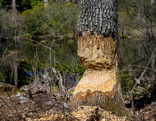 Tree gnawed by beavers but not yet fallen in a forest near water