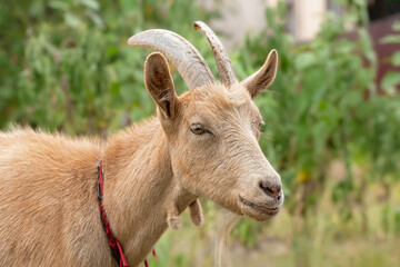 Beige goat in field.Goats eating grass,goat on a pasture.Portrait of a goat close-up.