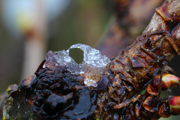 Ice on Gooseberry 01