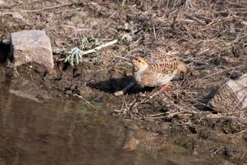grey francolin (Ortygornis pondicerianus) observed in Jhalana Leopard Reserve in Rajasthan