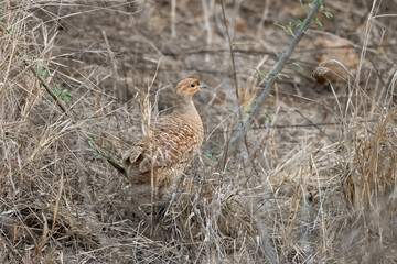 grey francolin (Ortygornis pondicerianus) observed in Jhalana Leopard Reserve in Rajasthan