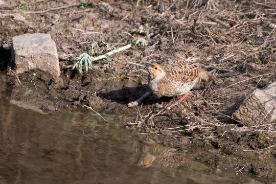 grey francolin (Ortygornis pondicerianus) observed in Jhalana Leopard Reserve in Rajasthan