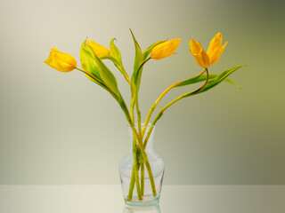 bouquet of five yellow tulips in a glass vase on a green-yellow blurred background