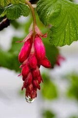 Flower Currant Water Drop 01