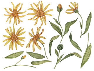 Set of elements of arnica montana flower. Parts of the mountain tobacco yellow plant with leaves. Hand drawn watercolor clipart for packaging and print in cosmetics, herbal medicine, creams, ointments