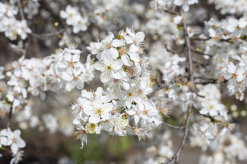 Obraz premium Flowers. Blooming tree.