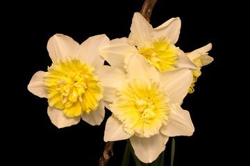 Ice King Daffodil Trio 01