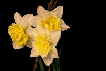 Ice King Daffodil Trio 04