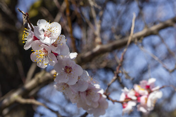 Flowers. Blooming tree.