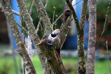 Flicker on Lilac 02