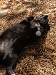 Playful black puppy lying on its back