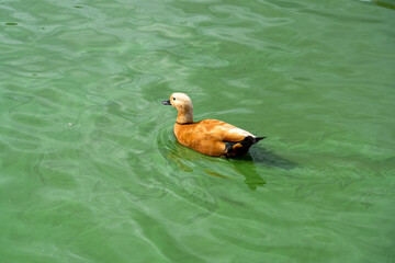 close-up of a ruddy shelduck (Tadorna ferruginea) swimming in green pond water