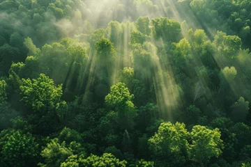 Sierkussen A breathtaking aerial view of sunbeams streaming through the dense foliage of a vibrant green forest © ChaoticMind