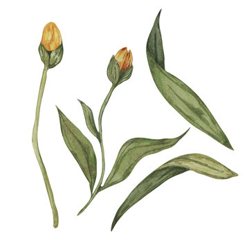 Set of flower buds and leaves of arnica montana flower. Parts of the mountain tobacco yellow plant. Hand drawn watercolor clipart for packaging and print in cosmetics, medicine, industry