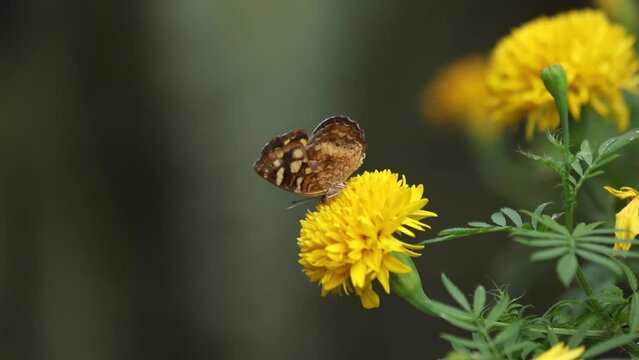 Mariposa 