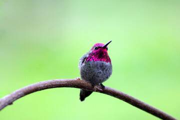 Hummer on Wisteria 07