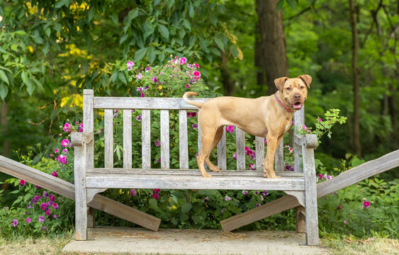 A pitbull standing on a park bench