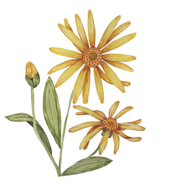 Arnica montana, hand drawn wolfsbane watercolor flowers in yellow and orange. Realistic mountain tobacco cliparts for packaging and print in cosmetics, herbal medicine, creams, ointments