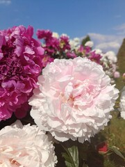 huge blooming white and pink peonies on a flower bed on a sunny summer day. Floral wallpaper