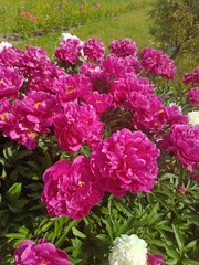 huge blooming white and pink peonies on a flower bed on a sunny summer day. Floral wallpaper