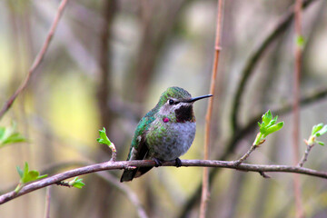 Red-Capped Hummer on Lilac 06